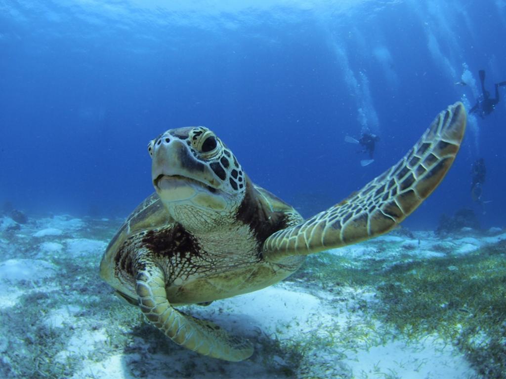 Oceanica Resort Panglao, Bohol Luaran gambar Green sea turtle